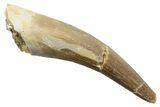 Fossil Plesiosaur (Zarafasaura) Tooth - Morocco #249587-1